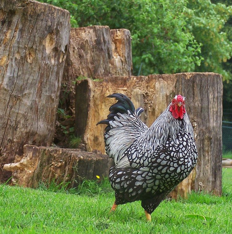 A Silver-laced Wyandotte rooster. Photo Credit: By ripperda - wyandotte haan, CC BY 2.0, https://commons.wikimedia.org/w/index.php?curid=10682244